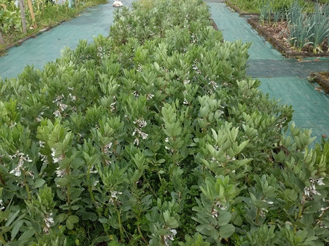 Vista geral da horta com destaque para os canteiros com favas. Observa-se, a parede da horta ao fundo, decorada.